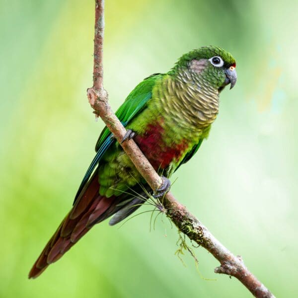 A wild Maroon-bellied Conure perches on a branch