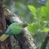 A wild Maroon-bellied Conure perches on a tree trunk