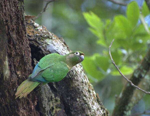 A wild Maroon-bellied Conure perches on a tree trunk