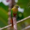 A wild Maroon-bellied Conure perches on a branch