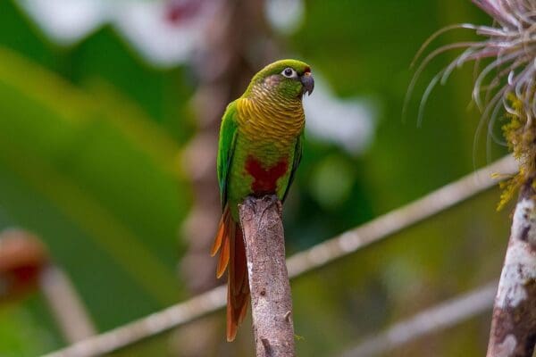 A wild Maroon-bellied Conure perches on a branch