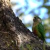 A wild Maroon-bellied Conure perches on a tree trunk