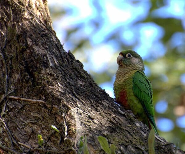 A wild Maroon-bellied Conure perches on a tree trunk