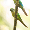 Wild Maroon-bellied Conures perch on a limb