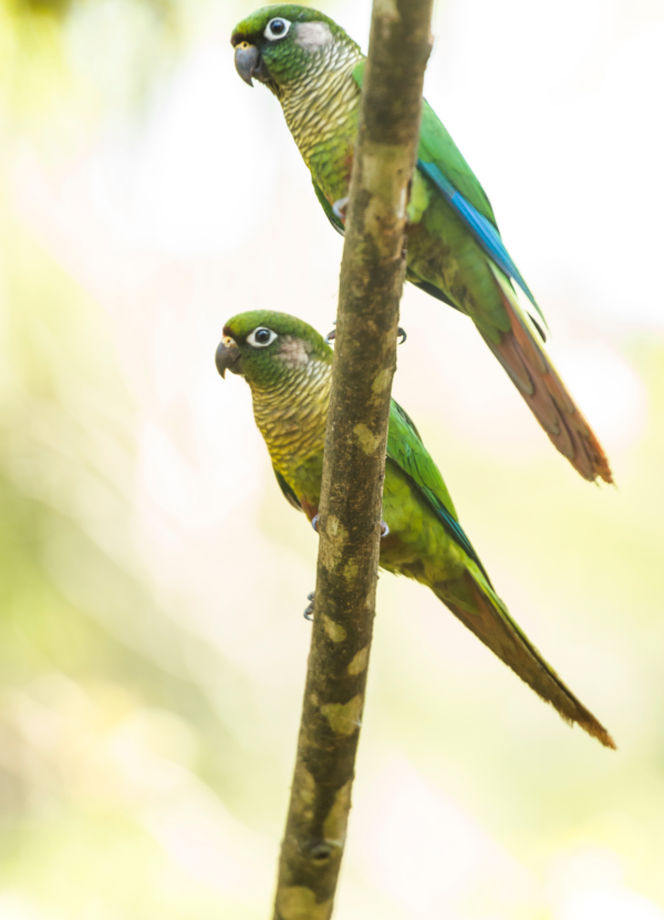 Wild Maroon-bellied Conures perch on a limb