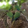 Wild Maroon-bellied Conures perch at a tree cavity