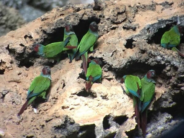 Wild Maroon-faced Conures on a rocky outcropping