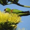 © Adriana Nelly Correa Sandoval, CC BY 4.0 via Wikimedia Commons A wild Maroon-fronted Parrot forages in blossoms