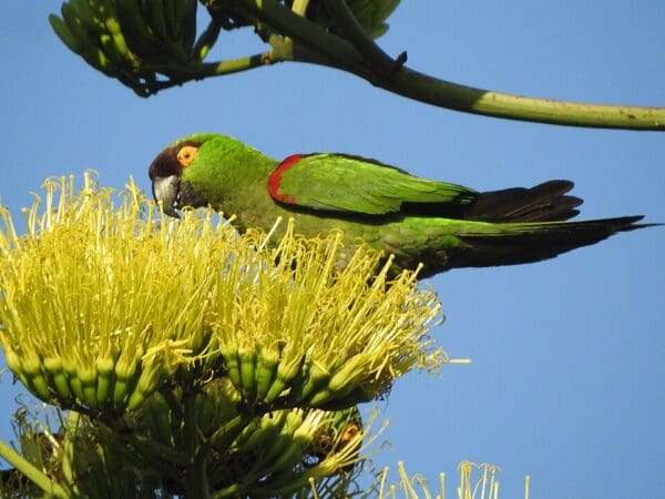 A wild Maroon-fronted Parrot forages in blossoms