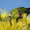 Wild Maroon-fronted Parrots forage in a bush