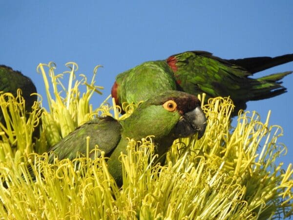 Wild Maroon-fronted Parrots forage in a bush