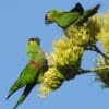 © Adriana Nelly Correa Sandoval, CC BY 4.0 via Wikimedia Commons Wild Maroon-fronted Parrots forage in blossoms