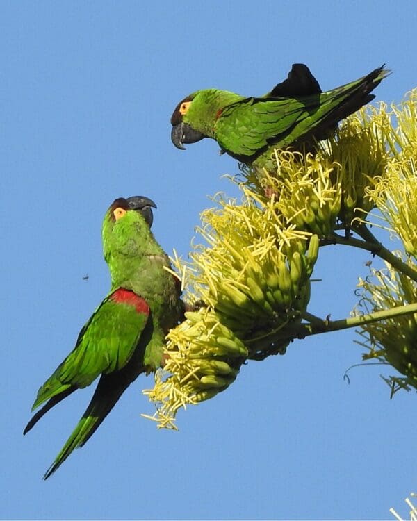 Wild Maroon-fronted Parrots forage in blossoms