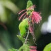 A Maroon-rumped Hanging Parrot feeds on blossoms