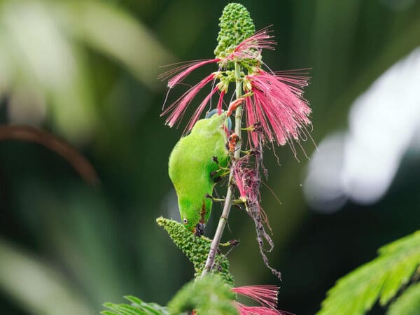 A Maroon-rumped Hanging Parrot feeds on blossoms