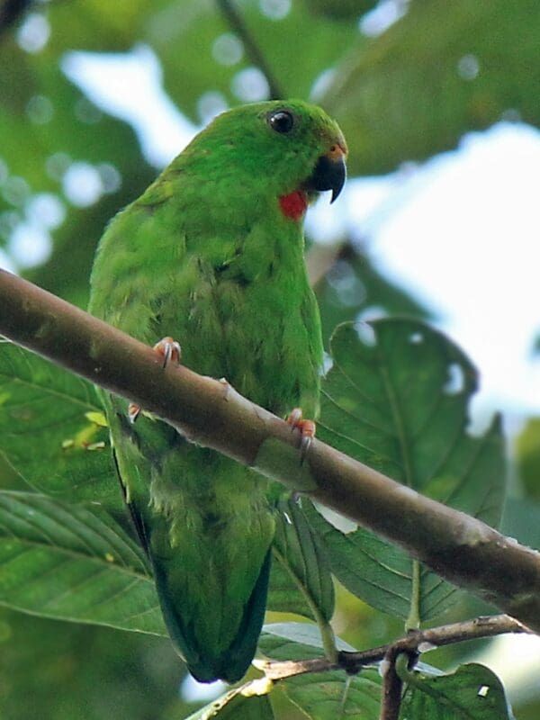 A wild female Maroon-rumped Hanging Parrot perches in a tree