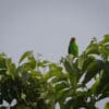 A wild Maroon-rumped Hanging Parrot perches atop a tree