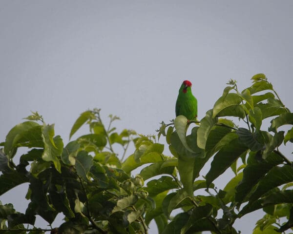 A wild Maroon-rumped Hanging Parrot perches atop a tree