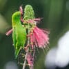A wild Maroon-rumped Hanging Parrot forages