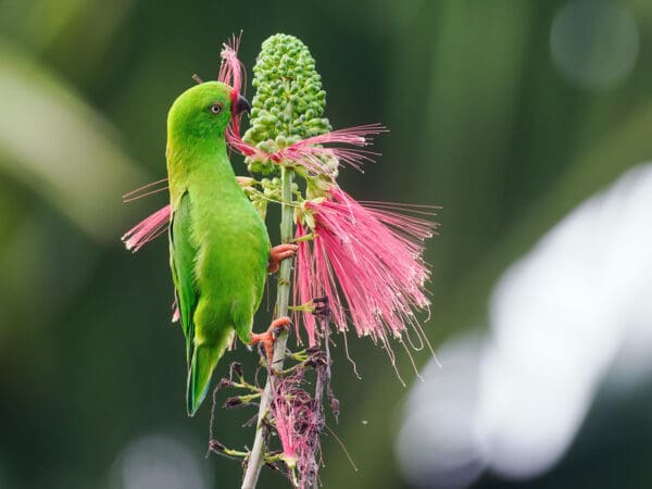 A wild Maroon-rumped Hanging Parrot forages