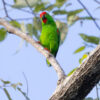 A wild Maroon-rumped Hanging Parrot perches on a limb