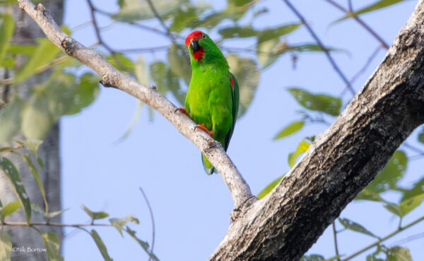 A wild Maroon-rumped Hanging Parrot perches on a limb