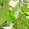 Wild Maroon-rumped Hanging Parrot perches on a branch
