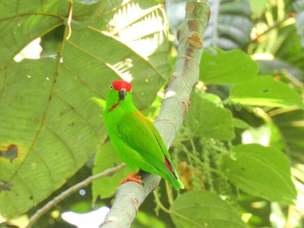 Wild Maroon-rumped Hanging Parrot perches on a branch