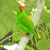 A wild Maroon-rumped Hanging Parrot perches in a tree