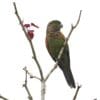 A wild Maroon-tailed Conure perches atop a tree