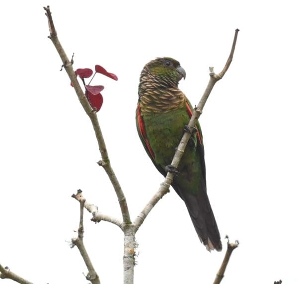 A wild Maroon-tailed Conure perches atop a tree