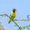 A wild Masked Lovebird perches on a branch