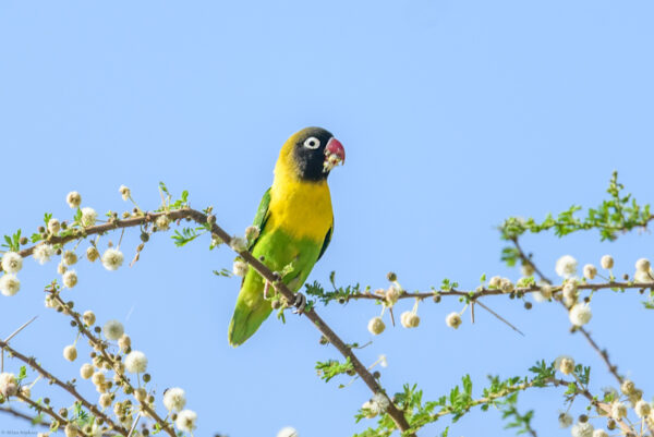 A wild Masked Lovebird perches on a branch