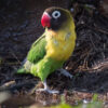 A wild Masked Lovebird stands wet from a bath