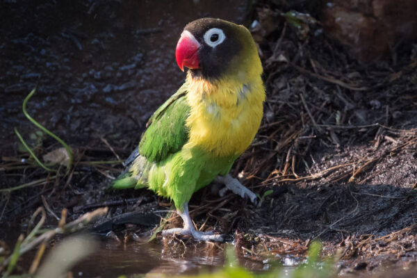 A wild Masked Lovebird stands wet from a bath