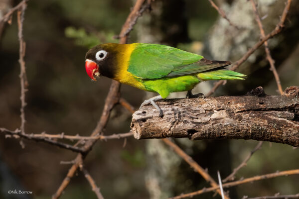 A wild Masked Lovebird perches on a branch