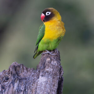 A wild Masked Lovebird perches on a stump