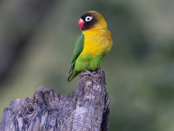 A wild Masked Lovebird perches on a stump