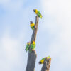 Wild Masked Lovebirds cling to a snag