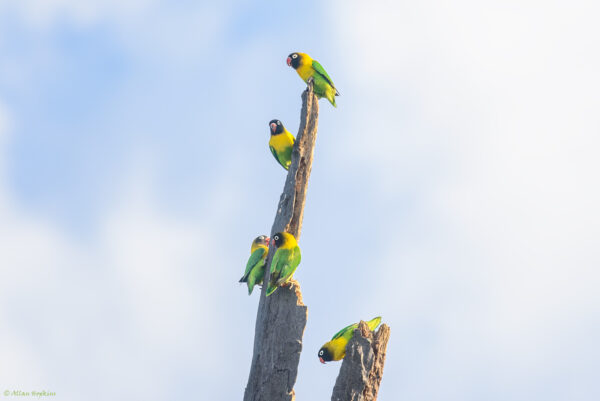 Wild Masked Lovebirds cling to a snag