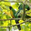 Wild Masked Shining Parrot perch in a tree