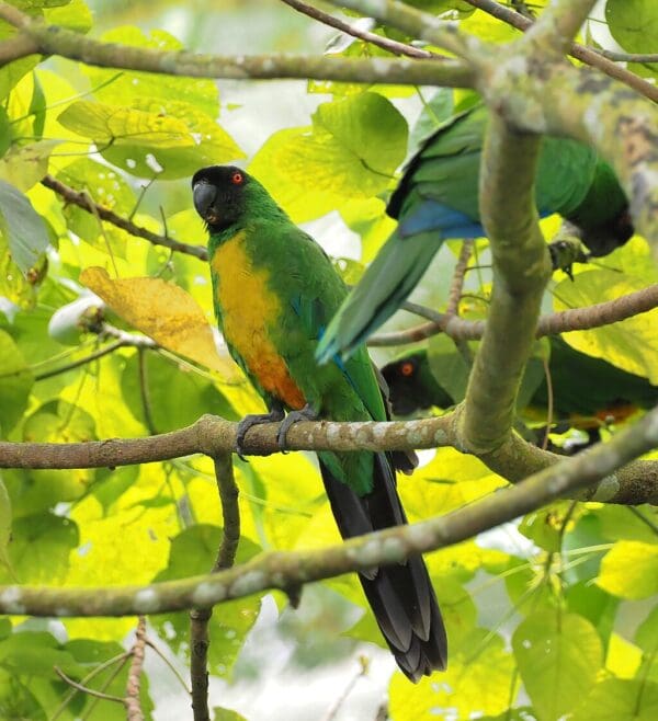 Wild Masked Shining Parrot perch in a tree