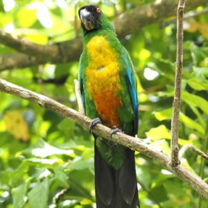 A wild Masked Shining Parrot perches in a tree