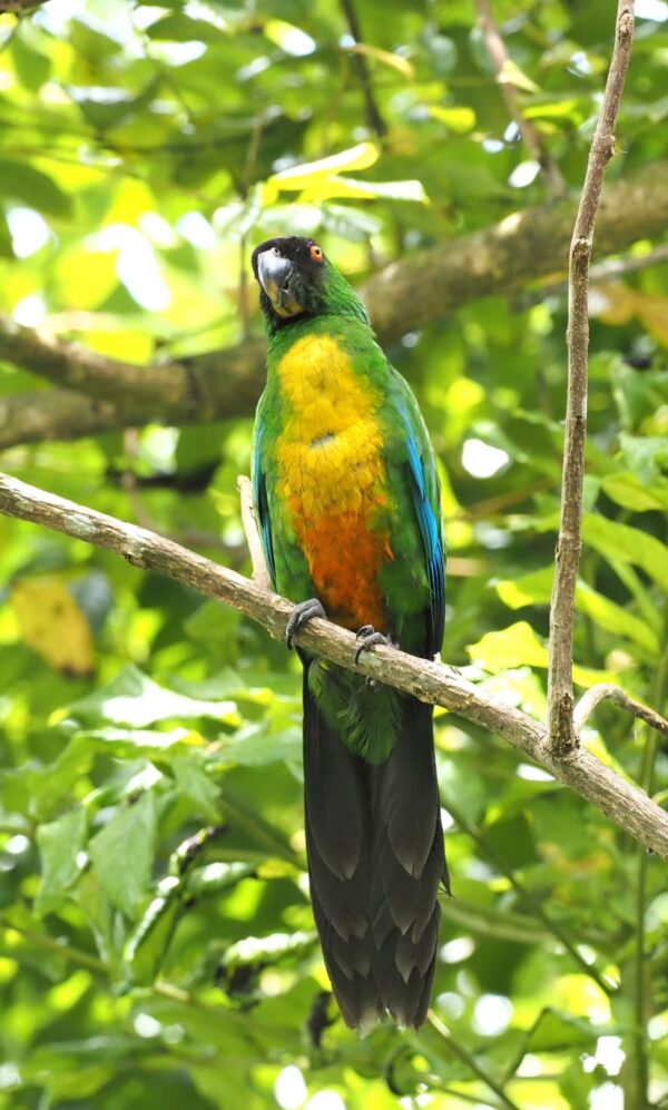 A wild Masked Shining Parrot perches in a tree