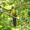 A wild Masked Shining Parrot perches in a tree