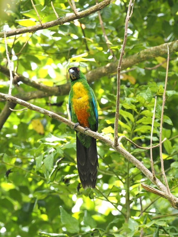 A wild Masked Shining Parrot perches in a tree