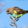 A wild Meyer's Parrot balances on a perch
