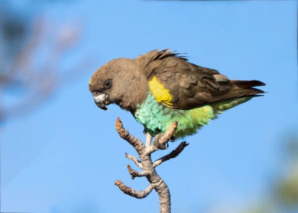 A wild Meyer's Parrot balances on a perch