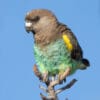 A wild Meyer's Parrot balances on a perch
