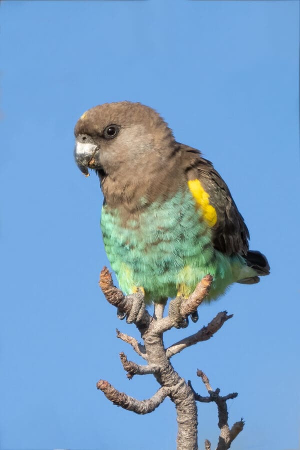 A wild Meyer's Parrot balances on a perch